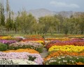 نمایشگاه گل های داودی  <img src="/images/picture_icon.gif" width="16" height="13" border="0" align="top">