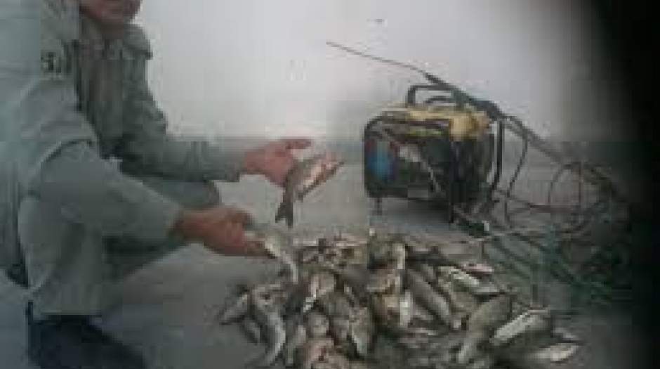 صید ماهی با برق فشار قوی!