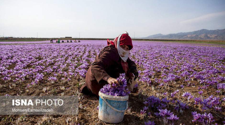 آغاز خرید حمایتی زعفران از شنبه