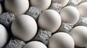 عرضه تخم مرغ ۱۴ هزار و ۵۰۰ تومانی
