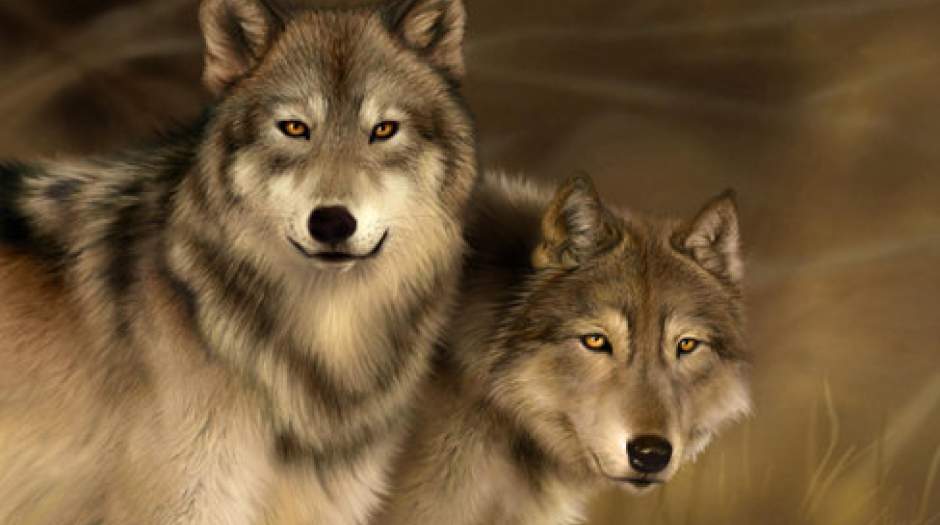 تکذیب شایعه رهاسازی گرگ‌های پلاک‌دار