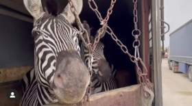 مرگ گورخر آفریقایی در باغ‌وحش صفادشت