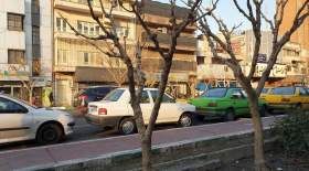موش‌های روی درخت خیابان طالقانی تایید شد