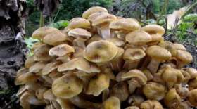 افزایش مسمومیت با قارچ های سمی