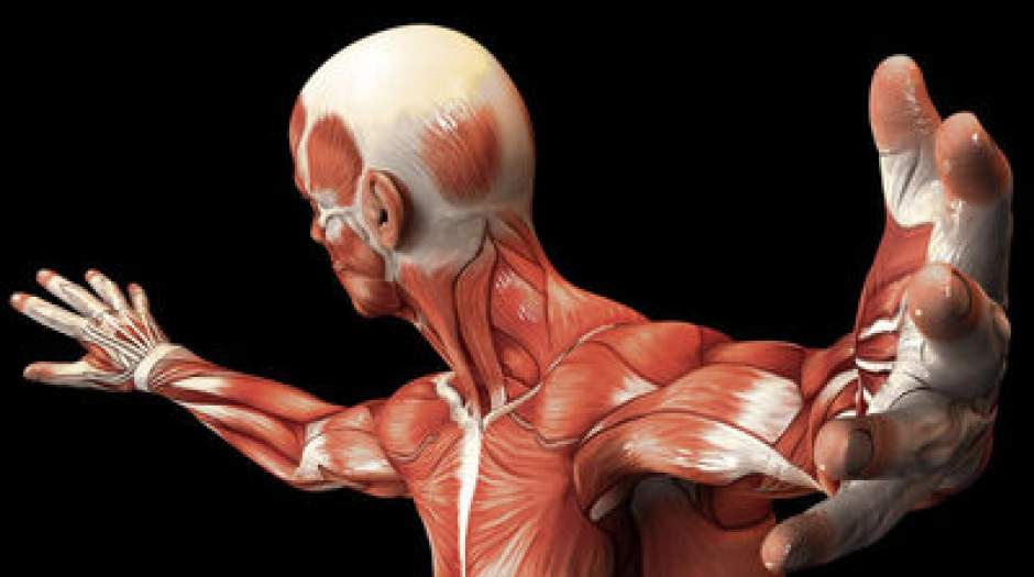 دانشمندان عضله مصنوعی قوی تر از عضله انسان ساختند