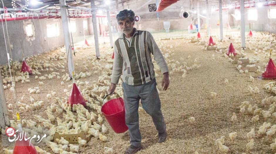 آزادسازی قیمت مرغ فقط جیب دولت را پر کرده