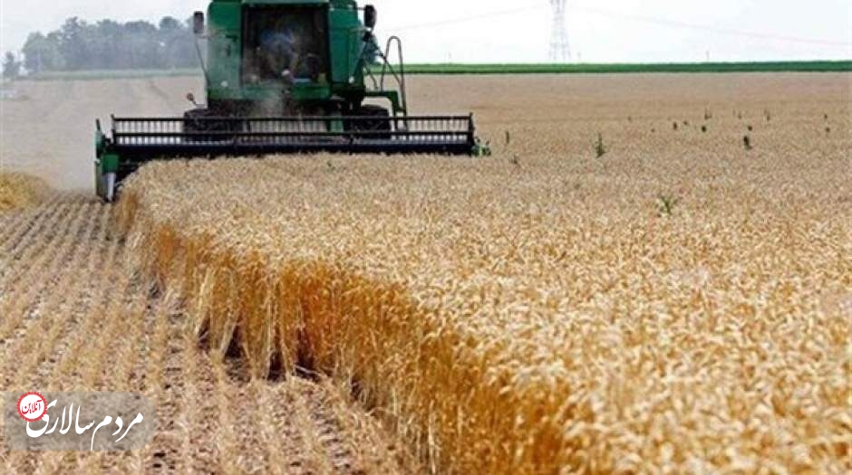 قیمت گندم تا چهارشنبه اعلام می‌شود