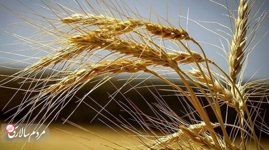 قیمت گندم با گذشت یک هفته هنوز اعلام نشده است