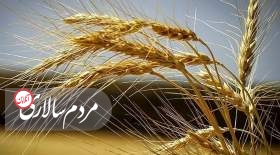 قیمت گندم با گذشت یک هفته هنوز اعلام نشده است