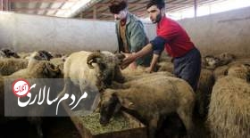 قیمت گوسفند قربانی اعلام شد/ جزییات