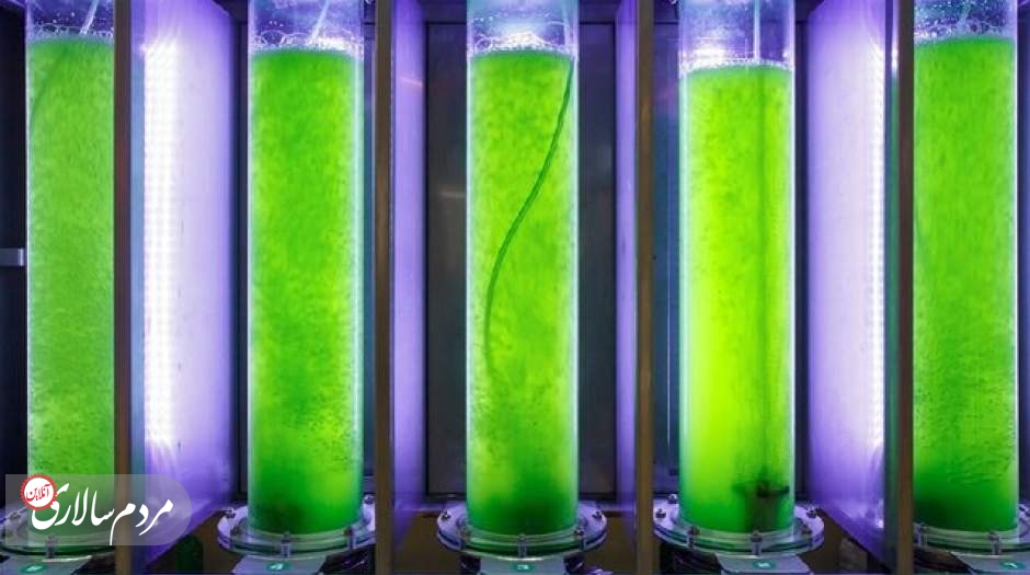 تولید نوشیدنی‌های انرژی‌زا از جلبک اسپیرولینا