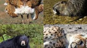 ۵۰ گونه جانوری ایران در خطر انقراض