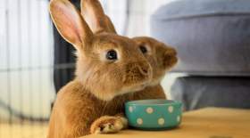 ضروری‌ترین لوازم نگهداری خرگوش در خانه کدام‌اند؟
