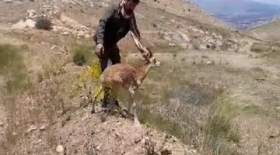 رها سازی یک راس قوچ وحشی در پارک ملی سرخه حصار/ عکس