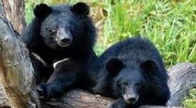 کشف ۲ توله خرس سیاه بلوچی در این استان
