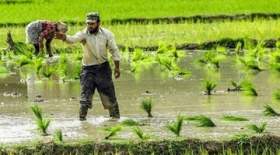 مهم‌ترین عوارض مسمومیت با آرسنیک در برنج