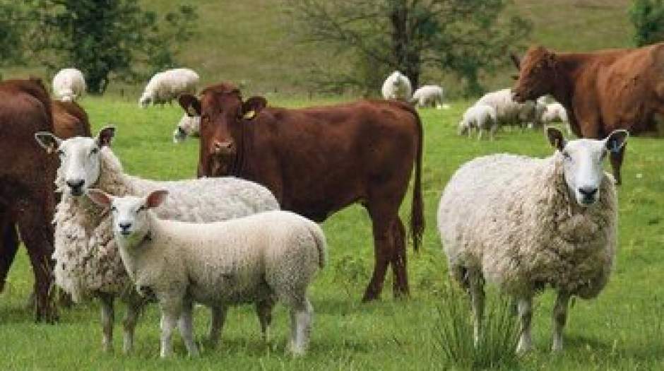 قیمت هر کیلوگرم گوسفند زنده و گوساله اعلام شد