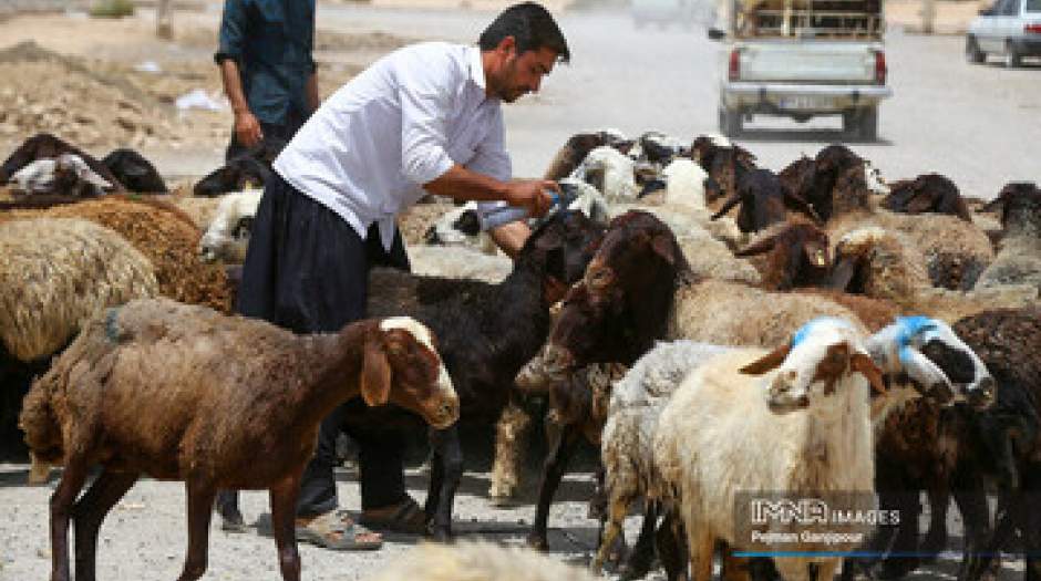 قیمت جدید دام‌زنده ۶ بهمن‌ماه ۱۴۰۳ اعلام شد